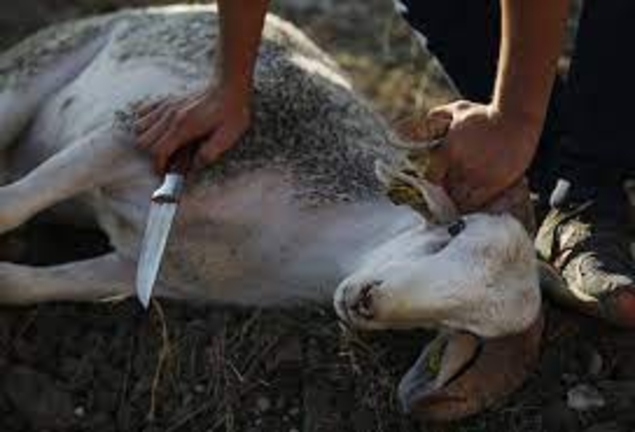 Deux moutons égorgés en pleine rue à Nantes