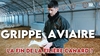 Grippe aviaire : la fin de la filière canard ?