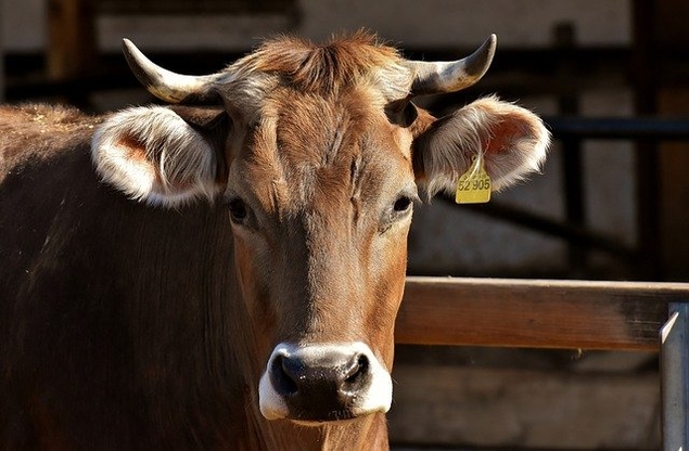 Une agricultrice démonte la bonne conscience écologique